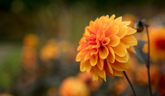 garden blog